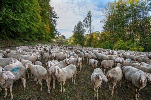 Fenced flock of sheep in a valley in Franconian Switzerland, Upper Franconia, Bavaria, Germany,