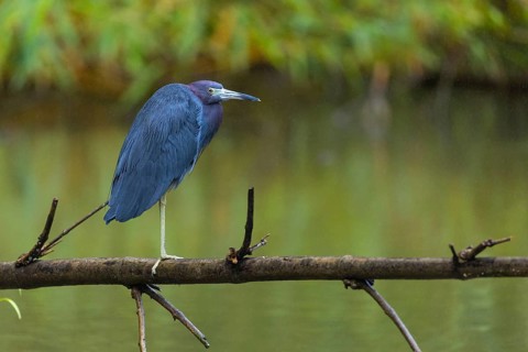 Great Blue Heron (Egretta caerulea), Heron (Ardeidae), Sierpe, Puentarenas, Costa Rica, Central