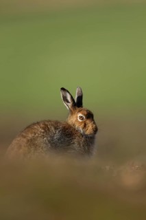 Mountain hare (Lepus timidus) adult animal in its summer coat resting on a hillside, Cairngorm