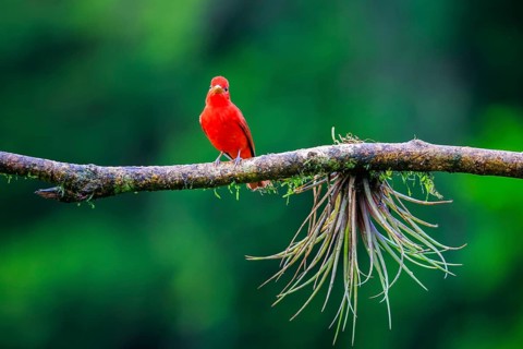 Summer cardinal (Piranga rubra), tanager (Thraupidae), Alajuela, Costa Rica, Central America