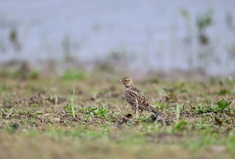 Skylark (Alauda arvensis) in a meadow, Lower Rhine, North Rhine-Westphalia, Germany, Europe