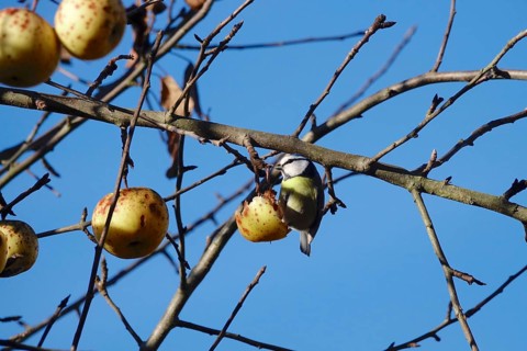 Blue tit on an apple tree in winter, Bavaria, Germany, Europe