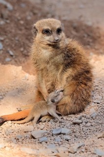 Tiger nut (Suricata suricatta), adult, juvenile, newborn, baby, female, mother with juvenile,