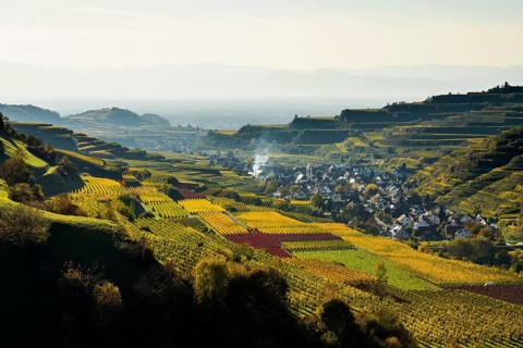 Hilly landscape and vineyards in autumn, near Oberbergen, Kaiserstuhl, Baden-Württemberg, Germany,