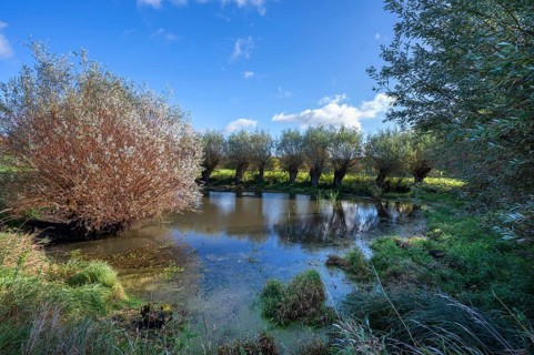 Wicker (Salix viminalis) and silver willow (Salix alba) at a village pond, Othenstof Estate,