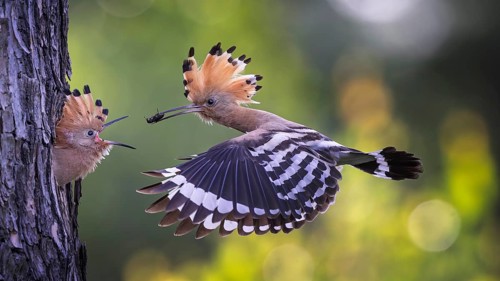 Hoopoe (Upupa epops) Bird of the Year 2022, male with a beetle as food for the young bird, feeding,