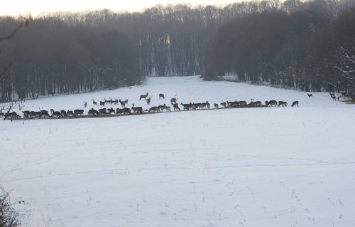 Red deer (Cervus elaphus) Fallow deer (Dama dama) and mouflon (Ovis aries musimon) feeding in the