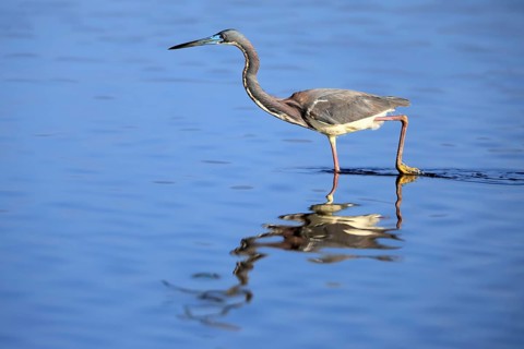 Tricoloured Heron (Egretta tricolor), adult, in the water, foraging, Merritt Island, Black Point