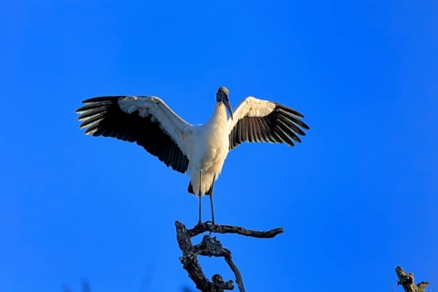Wood stork (Mycteria americana), adult, on wait, spreading wings, St. Augustine, Florida, USA,