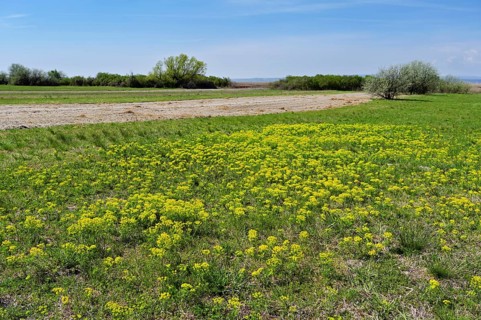 Field of flowering cypresses, spurge (Euphorbia cyparissias), Lake Neusiedl National Park,