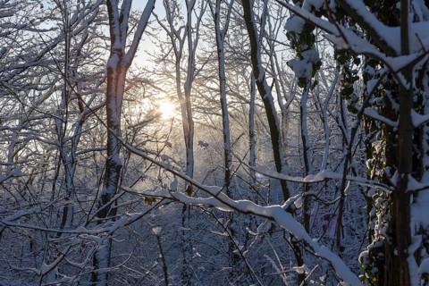 Sun shining through the freshly snow-covered branches in the forest, Scharfenberg, Klipphausen,
