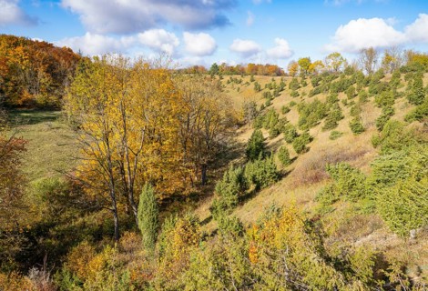 Juniper heath in autumn, common juniper (Juniperus communis), trees with yellow discoloured leaves,