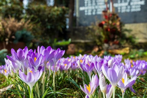 Crocuses (crocus) blooming on a grave, Trinitatisfriedhof Riesa, Saxony, Germany, Europe