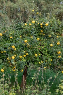 Ripe quinces (Cydonia oblonga) on the tree, Othenstorf, Mecklenburg-Vorpommern, Germany, Europe