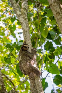 Brown-throated sloth (Bradypus variegatus) with young in a tree, Cahuita National Park, Costa Rica,