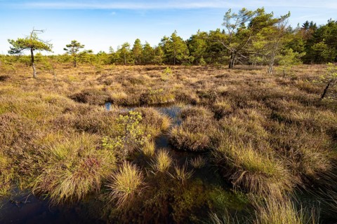 High moor Black Moor, blue sky and white clouds, near Fladungen, Bavarian Rhön Biosphere Reserve,