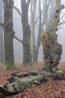 Old copper beeches (Fagus sylvatica) with tinder fungus (Fomes fomentarius) in the fog, Emsland,