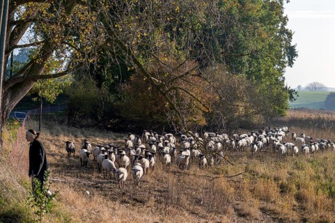 A flock of black-headed sheep (Ovis gmelini aries) follow the young shepherdess to another pasture,