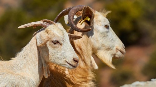 Two goats, white and brown, side by side in nature, goat (s), free-range, central north of the