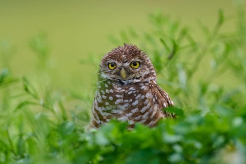 Burrowing owl (Speotyto cunicularia), sitting in a meadow, Pembroke Pines, Florida, USA, North