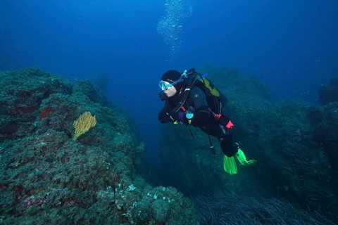 Diver with equipment looking at a solitary yellow gorgonian (Eunicella cavolinii) in an otherwise