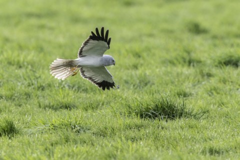Hen harrier (Circus cyaneus), Emsland, Lower Saxony, Germany, Europe