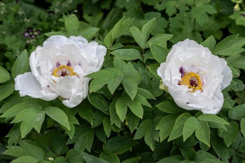 Shrub peony (Paeonia suffruticosa Dojean), Emsland, Lower Saxony, Germany, Europe