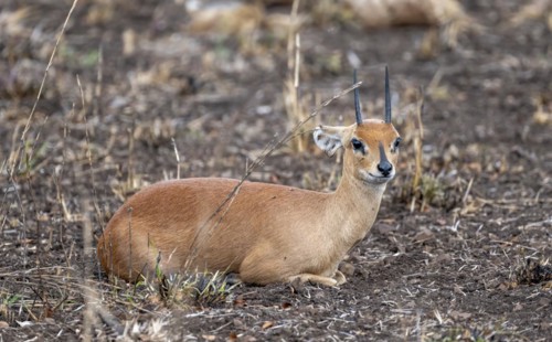 Steenbok (Raphicerus campestris), sitting, adult male, Kruger National Park, South Africa, Africa