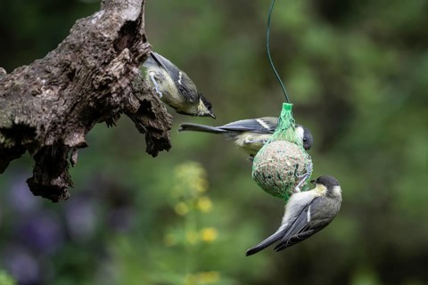 Great tits (Parus major) at the tit dumpling, Emsland, Lower Saxony, Germany, Europe