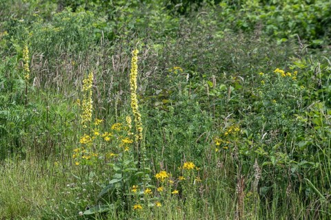 Dark mullein (Verbascum nigrum), Emsland, Lower Saxony, Germany, Europe
