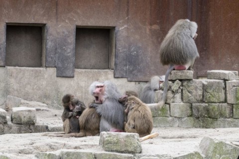 Hamadryas baboons (Papio hamadryas), Emmen Zoo, Netherlands