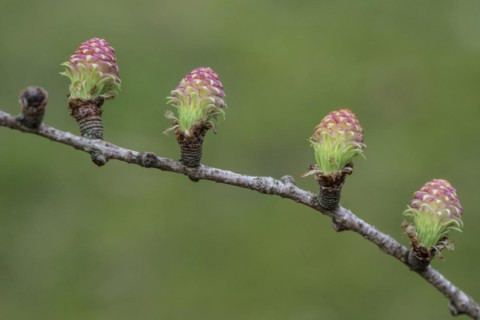 Larch (Larix decidua), female flowers, Emsland, Lower Saxony, Germany, Europe