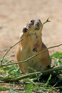 Black-tailed prairie dog (Cynomys ludovicianus), adult, feeding, foraging, Sonoran Desert, Arizona,