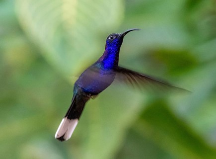 Purple hummingbird wing (Campylopterus hemileucurus), blue hummingbird sitting on a branch,