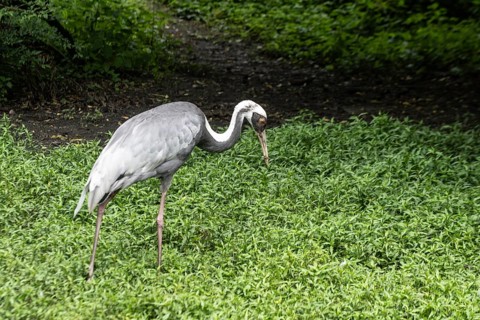 White-naped crane (Antigone vipio), Walsrode Bird Park, Lower Saxony, Germany, Europe