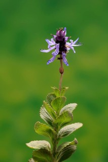 Piss-off plant (Plectranthus ornatus), cat repellent, flowering, Elllerstadt, Germany, Europe