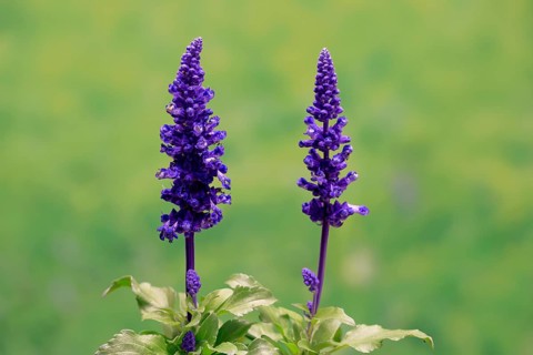 Mealycup sage (Salvia farinacea), flowering, Elllerstadt, Germany, Europe