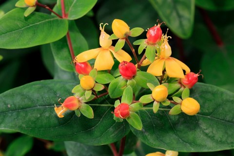 Sweet-amber (Hypericum androsaemum), flower, flowering, fruit, Germany, Europe