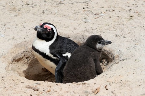 African penguin (Spheniscus demersus), adult with young, at the nest, Boulders Beach, Simonstown,