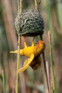 Eastern golden weaver (Ploceus subaureus), adult, male, at the nest, mating, Saint Lucia Estuary,