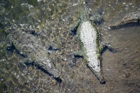 American crocodiles (Crocodylus acutus) swimming in the water, from above, Rio Tarcoles, Carara