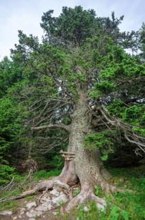Old spruce with a lickstone, Gloggnitzerhütte on the Rax, Schwarzau im Gebirge, Lower Austria,