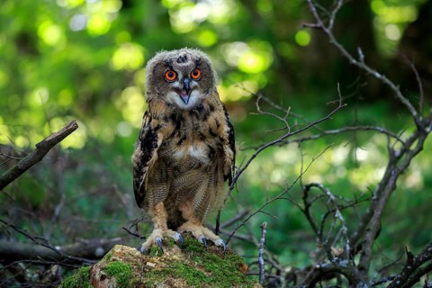 Eurasian Eagle-owl (Bubo bubo), juvenile, subadult, sitting on rocks, alert, calling, Eifel,