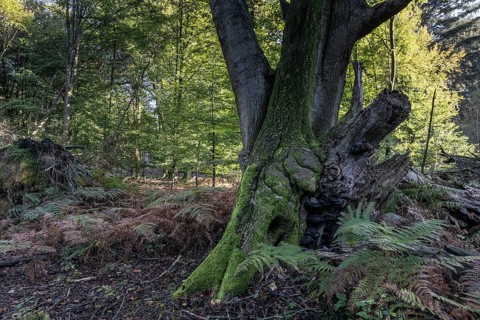 Old copper beech (Fagus sylvatica) and bracken fern (Pteridium aquilinum), Emsland, Lower Saxony,