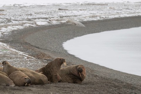 Walrus (Odobenus rosmarus), walrus, wintery headland Ardneset, Svalbard and Jan Mayen archipelago,