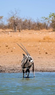 Gemsbok (Oryx gazella) standing in the water, waterhole in dry savannah with orange-coloured sand,