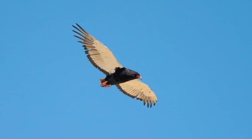 Bateleur (Terathopius ecaudatus), adult, in flight against a blue sky, Etosha National Park,