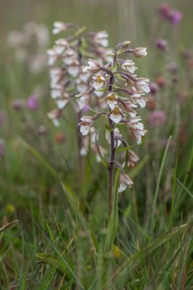 Marsh helleborine (Epipactis palustris), Emsland, Lower Saxony, Germany, Europe
