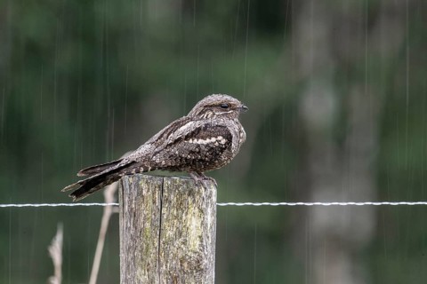 Nightjar, nightjar (Caprimulgus europaeus) sitting on a pasture fence, Emsland, Lower Saxony,