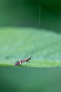 Longhorn butterfly (Nemophora degeerelle), Emsland, Lower Saxony, Germany, Europe